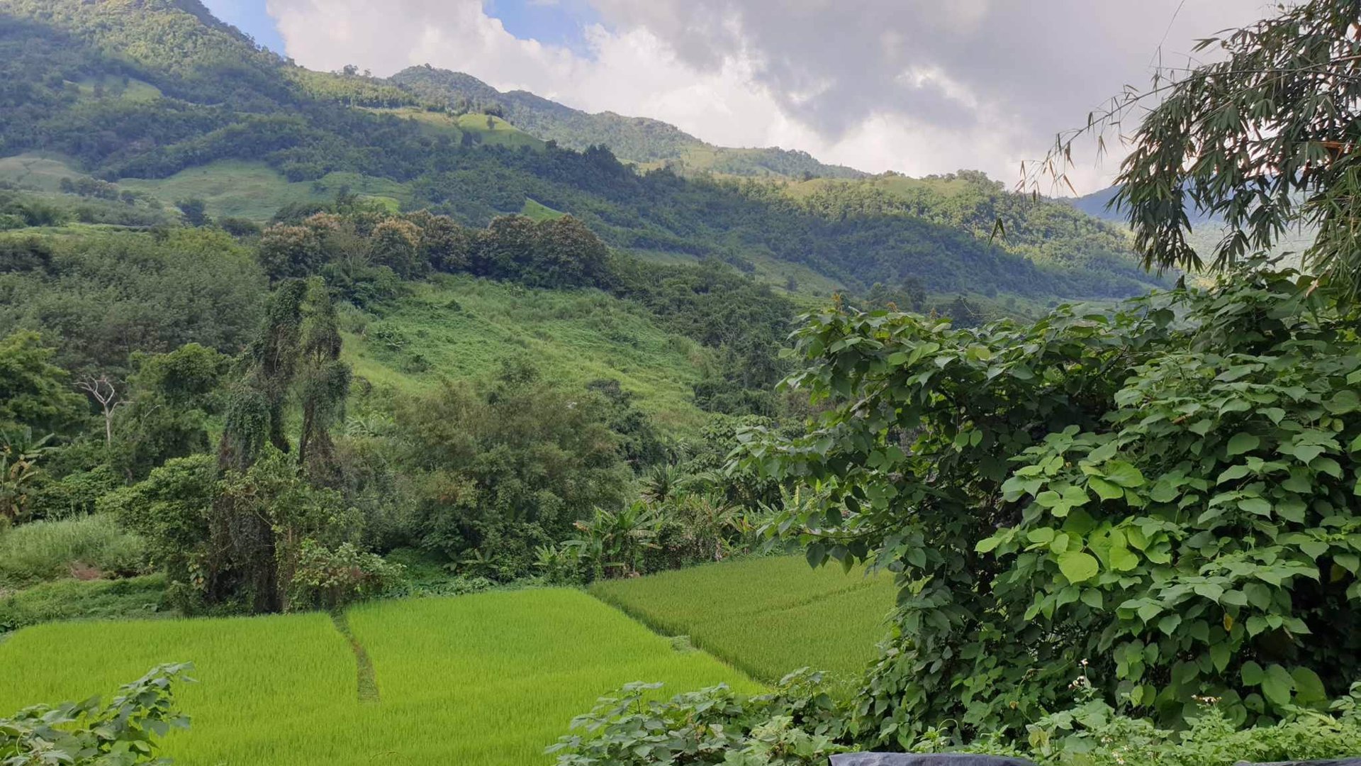 ขายที่ดิน-พิกัด-ตแม่ลาว-อำเภอเชียงคำ-จังหวัดพะเยา