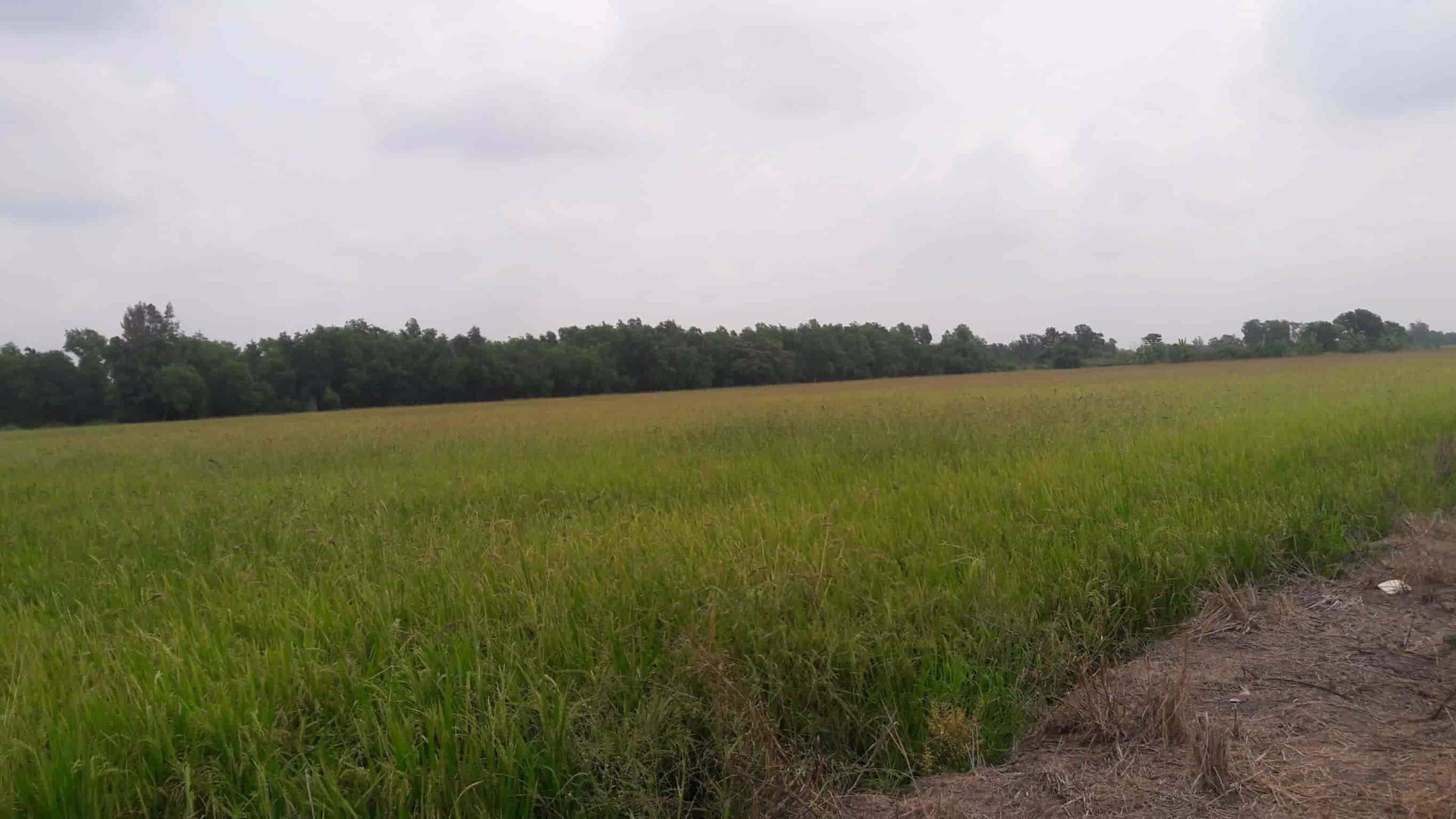 lmpt006-ที่ดินว่างเปล่า-เนื้อที่-7-2-0-ไร่-หรือ-3000-ตารางวา