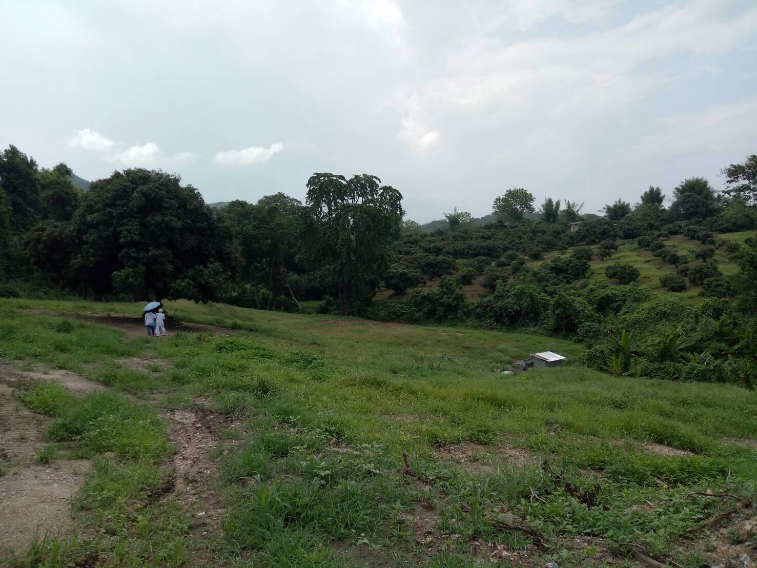 ขายที่ดิน-7-ไร่-อแม่แตง-จเชียงใหม่