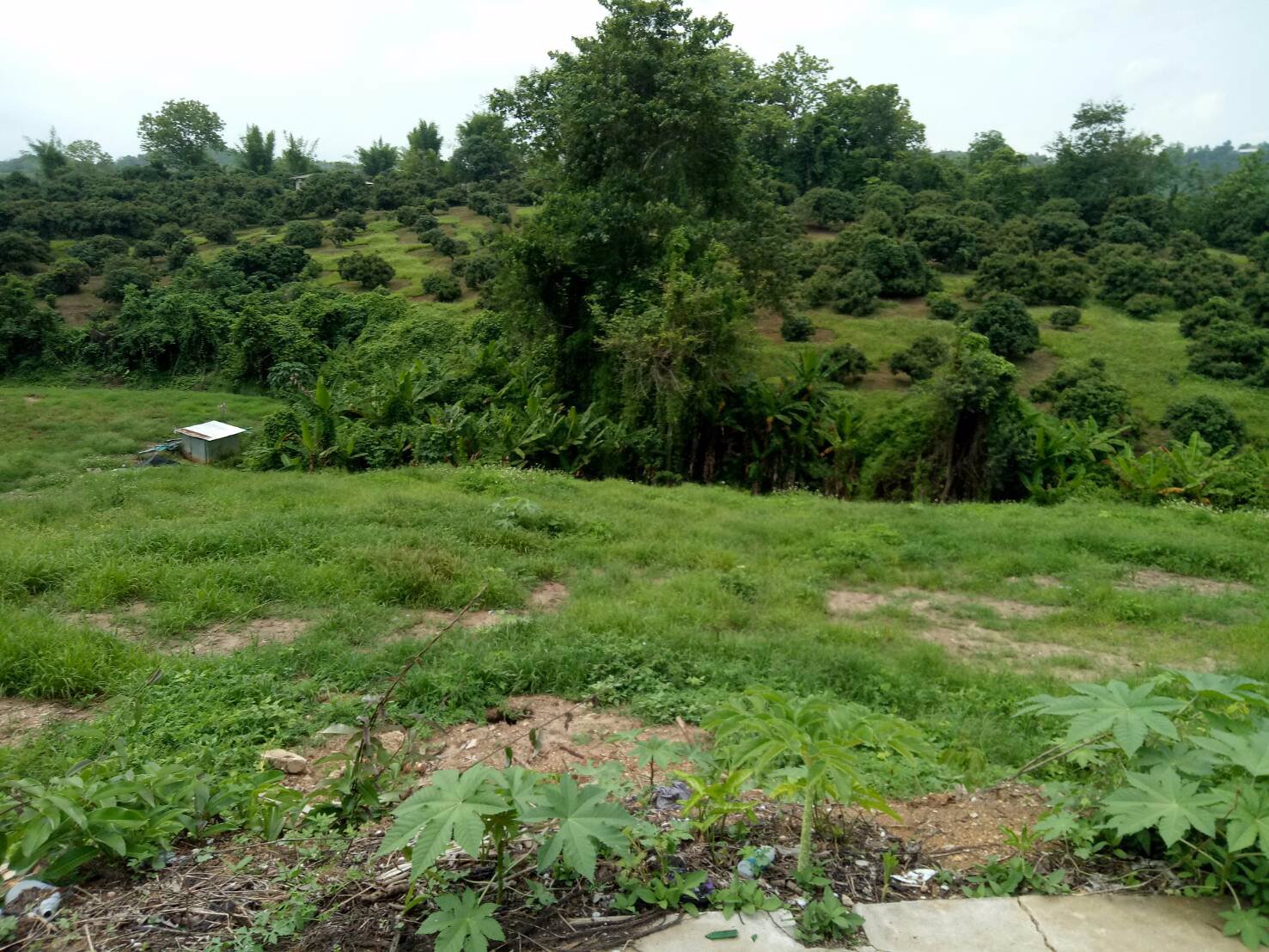 ขายที่ดิน-7-ไร่-อแม่แตง-จเชียงใหม่