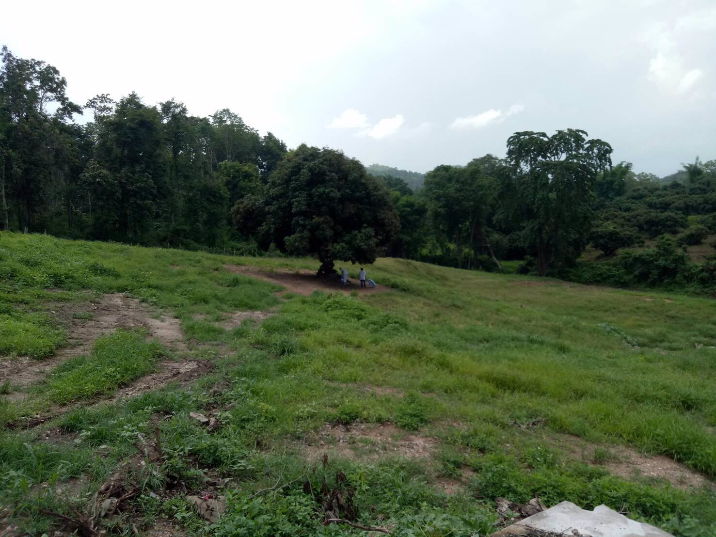 ขายที่ดิน-7-ไร่-อแม่แตง-จเชียงใหม่