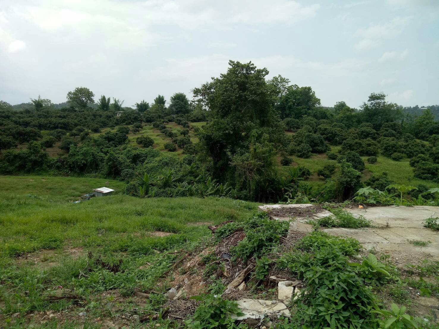 ขายที่ดิน-7-ไร่-อแม่แตง-จเชียงใหม่