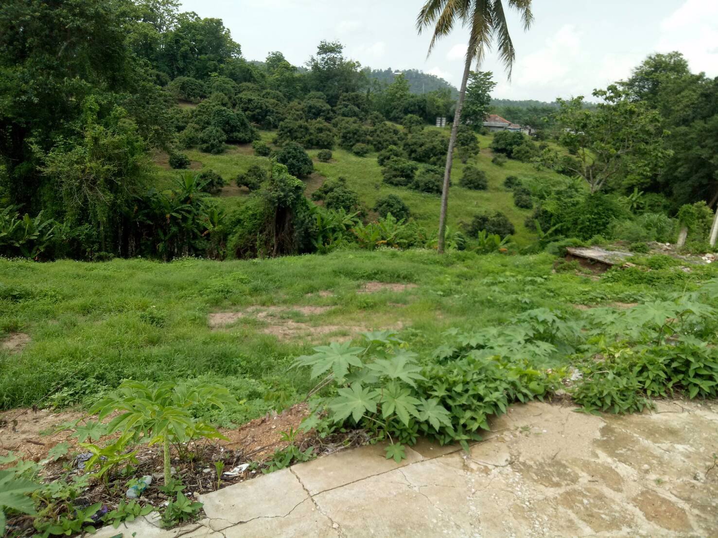 ขายที่ดิน-7-ไร่-อแม่แตง-จเชียงใหม่