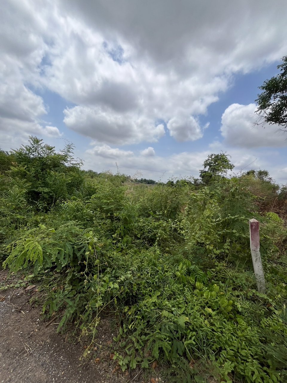 ขายด่วน-ที่ดินสวยๆ-1-แปลง-โฉนดพร้อมโอน-โนนไทย-นครราชสีมา