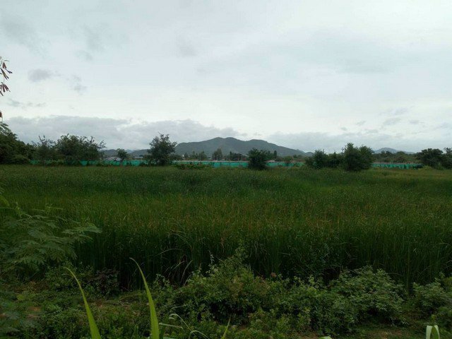 ขายที่ดิน-ไร่ละ-750000-บาท-ปราณบุรีประจวบ-เนื้อที่-4-ไร่-1-งาน-อยู่ในเขตเทศบาลขายต่ำกว่าราคาประเมิน