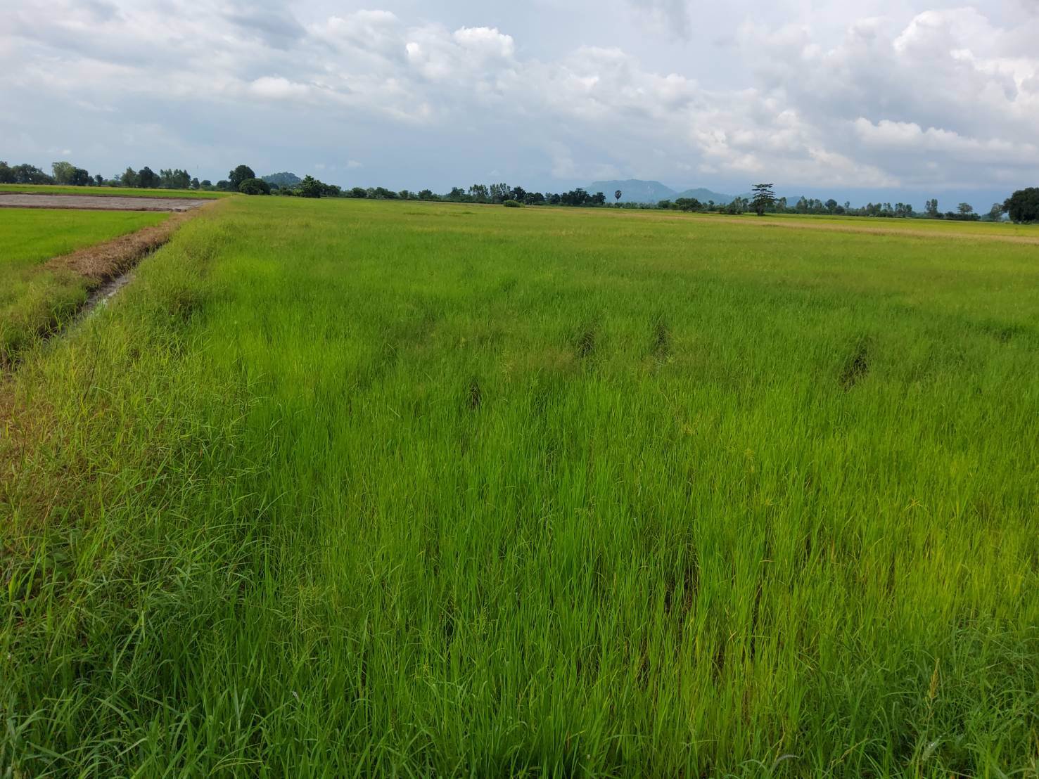 ขายที่นา-26-ไร่เศษ-ตท้ายดง-อวังโป่ง-จเพชรบูรณ์