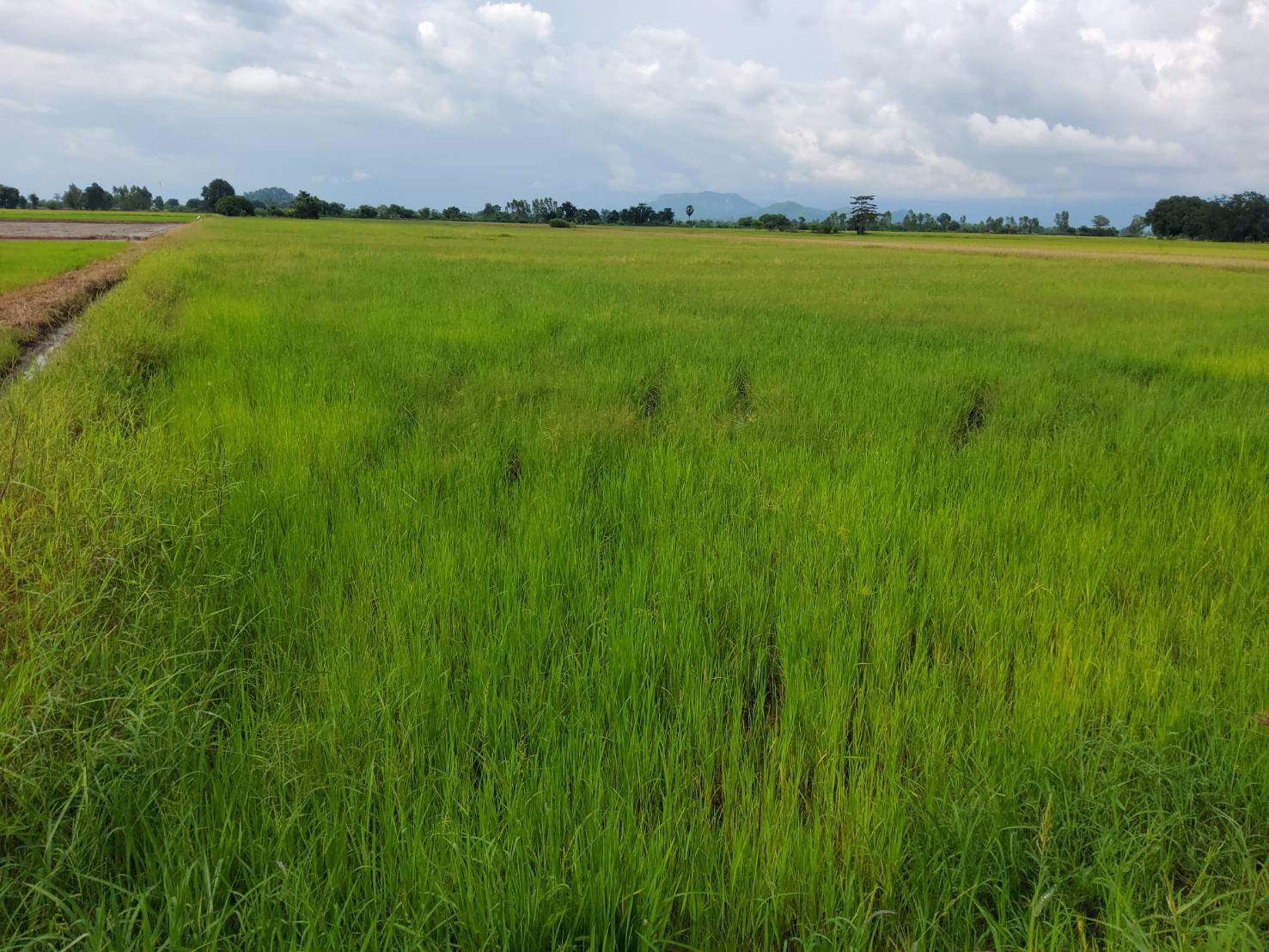 ขายที่นา-26-ไร่เศษ-ตท้ายดง-อวังโป่ง-จเพชรบูรณ์