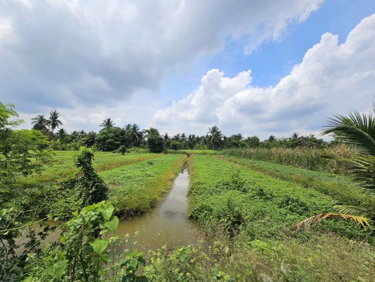 ขายที่ดินเปล่า-แปลงสวย-ซอยโรงช้อน-หนองเสือ-ปทุมธานี