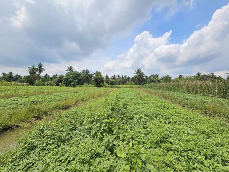 ขายที่ดินเปล่า-แปลงสวย-ซอยโรงช้อน-หนองเสือ-ปทุมธานี