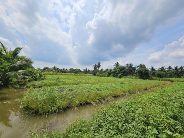 ขายที่ดินเปล่า-แปลงสวย-ซอยโรงช้อน-หนองเสือ-ปทุมธานี