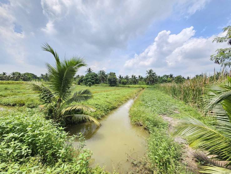 ขายที่ดินเปล่า-แปลงสวย-ซอยโรงช้อน-หนองเสือ-ปทุมธานี