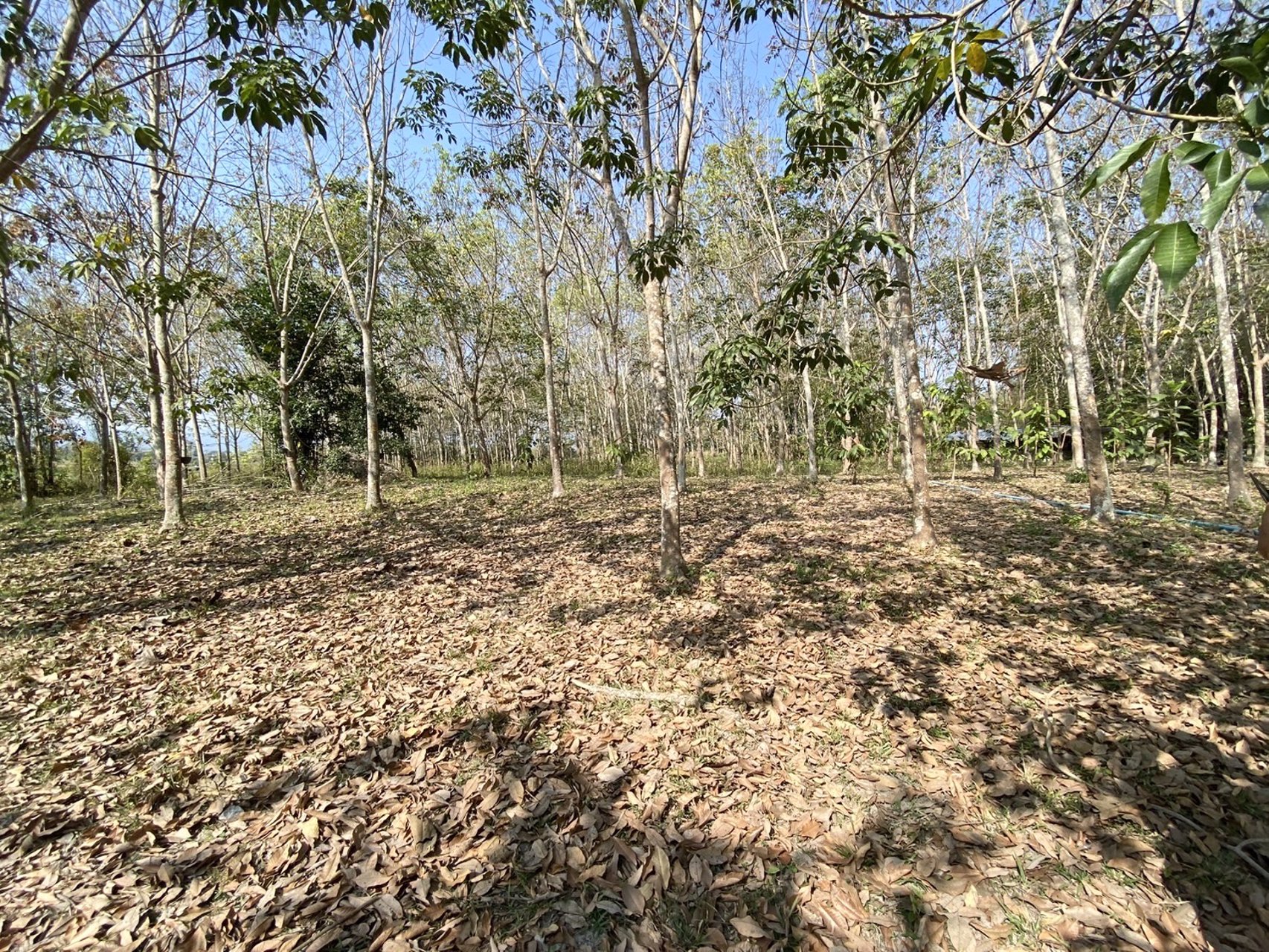 ขายสวนยางพารา-เวียงป่าเป้า-จเชียงราย