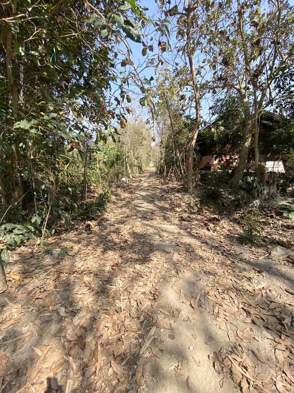 ขายสวนยางพารา-เวียงป่าเป้า-จเชียงราย