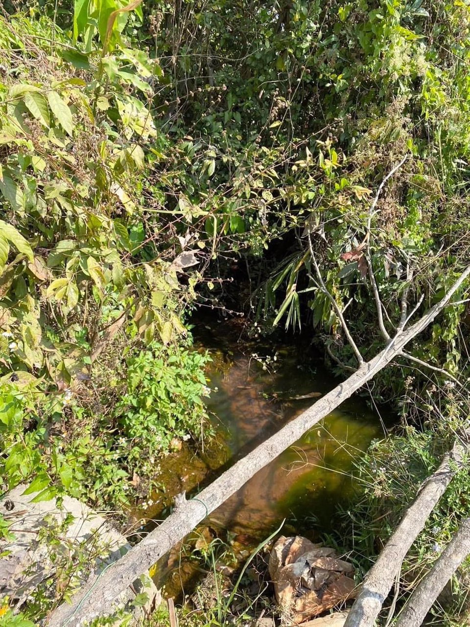 ขายสวนยางพารา-เวียงป่าเป้า-จเชียงราย