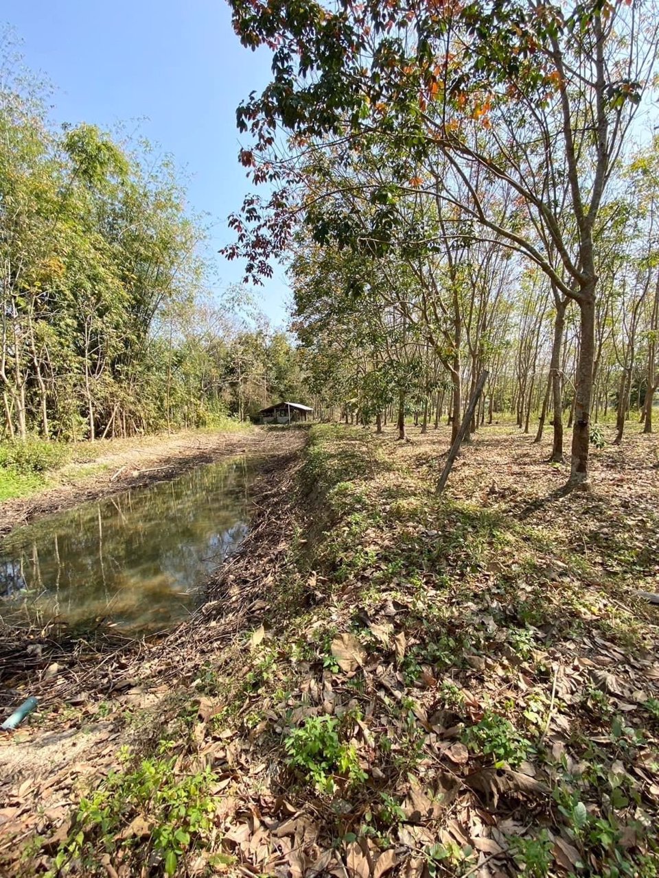 ขายสวนยางพารา-เวียงป่าเป้า-จเชียงราย