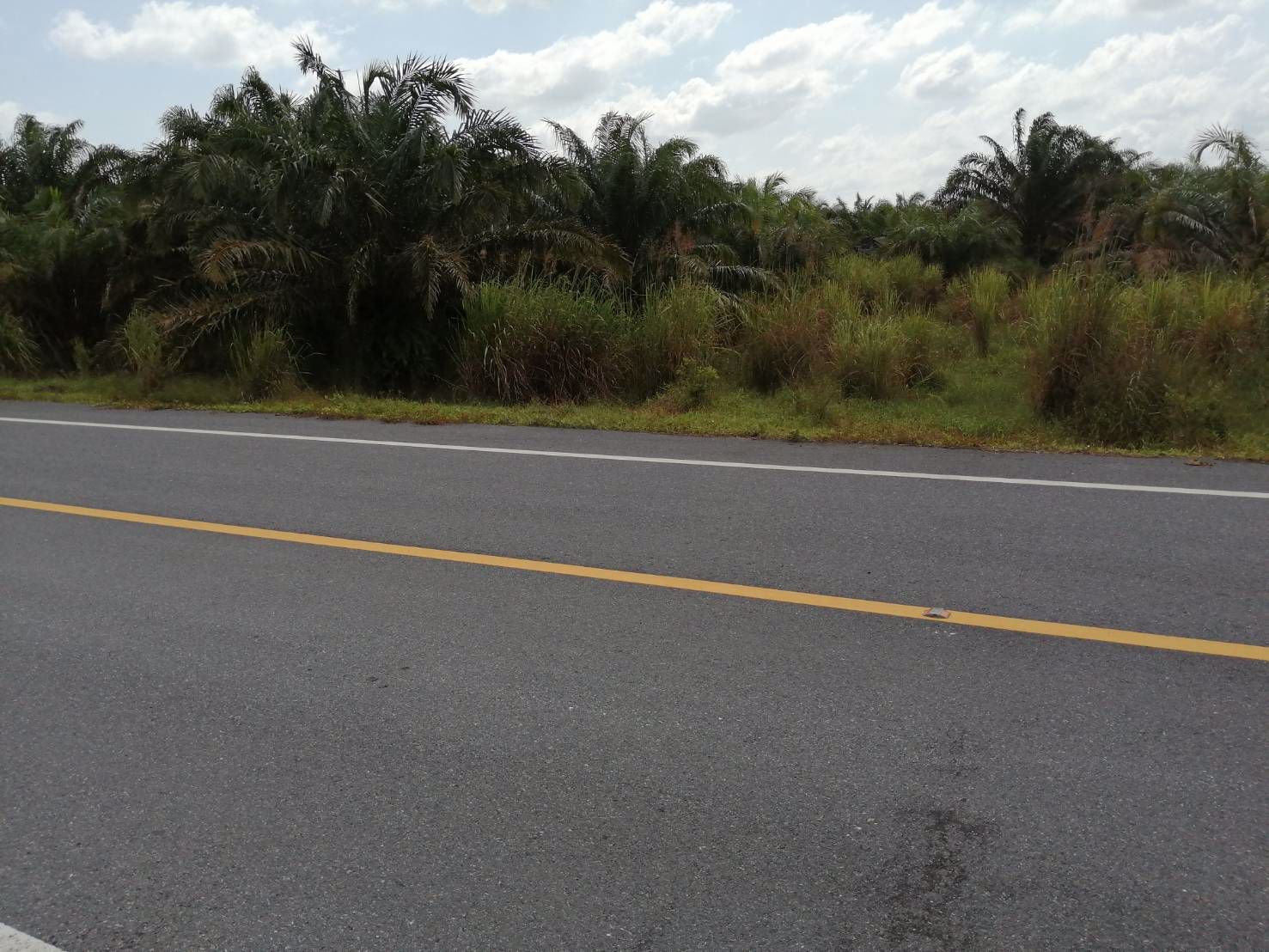 ขาย-ที่ดิน-แปลงใหญ่-ติดถนนดำ-ชะอวดนครศรีฯ-เหมาะสำหรับทำการเกษตรหรือสร้างโรงงาน-อำเภอเฉลิมพระเกียรติจ