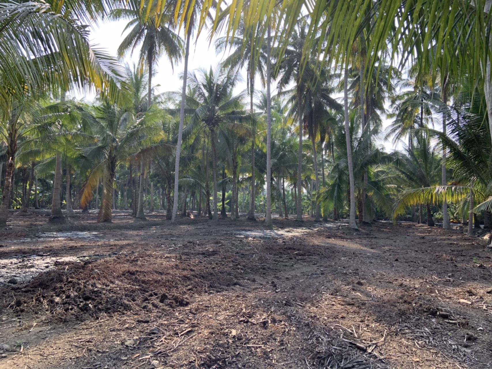 แบ่งขาย-ที่ดินสวย-ใกล้ตลาดน้ำดำเนินสะดวกระยะทาง-5-กม-และห่างจากตลาดน้ำอัมพวา-10-กมจังหวัดสมุทรสงคร