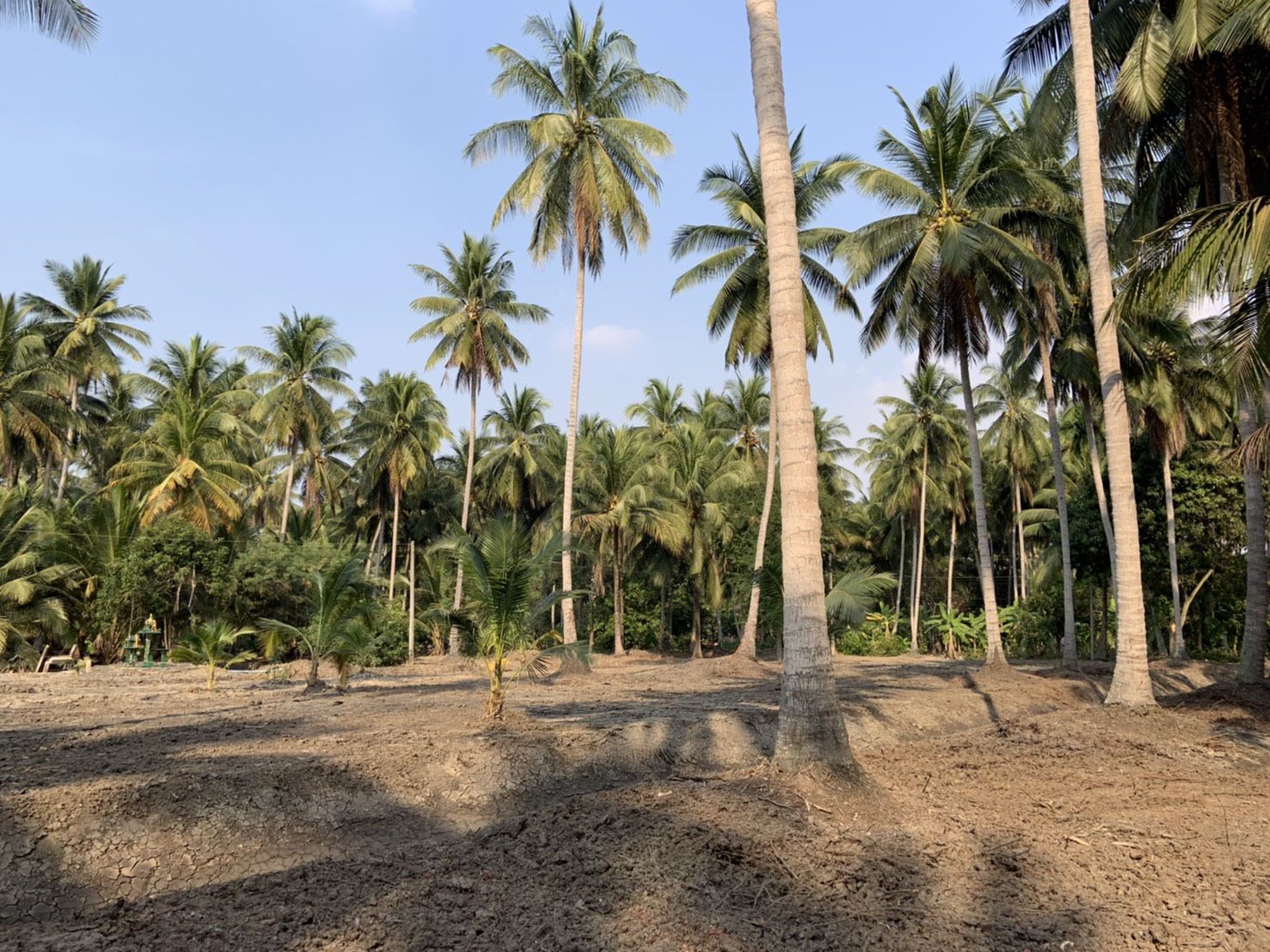 แบ่งขาย-ที่ดินสวย-ใกล้ตลาดน้ำดำเนินสะดวกระยะทาง-5-กม-และห่างจากตลาดน้ำอัมพวา-10-กมจังหวัดสมุทรสงคร