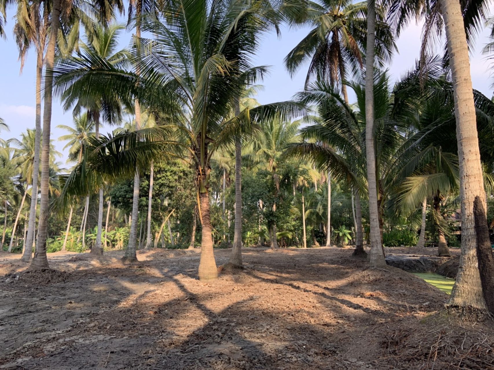 แบ่งขาย-ที่ดินสวย-ใกล้ตลาดน้ำดำเนินสะดวกระยะทาง-5-กม-และห่างจากตลาดน้ำอัมพวา-10-กมจังหวัดสมุทรสงคร