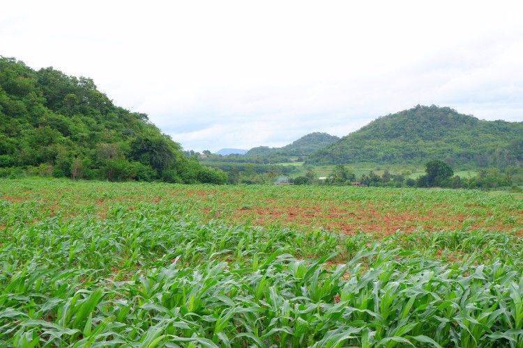 ขายด่วน-ที่ดิน-เนินเขาติดถนนดำ-เหมาะสำหรับสร้างที่พัก-ทำเกษตร-น้ำไฟเข้าถึง-อำเภอปากช่อง-จังหวัดนครรา