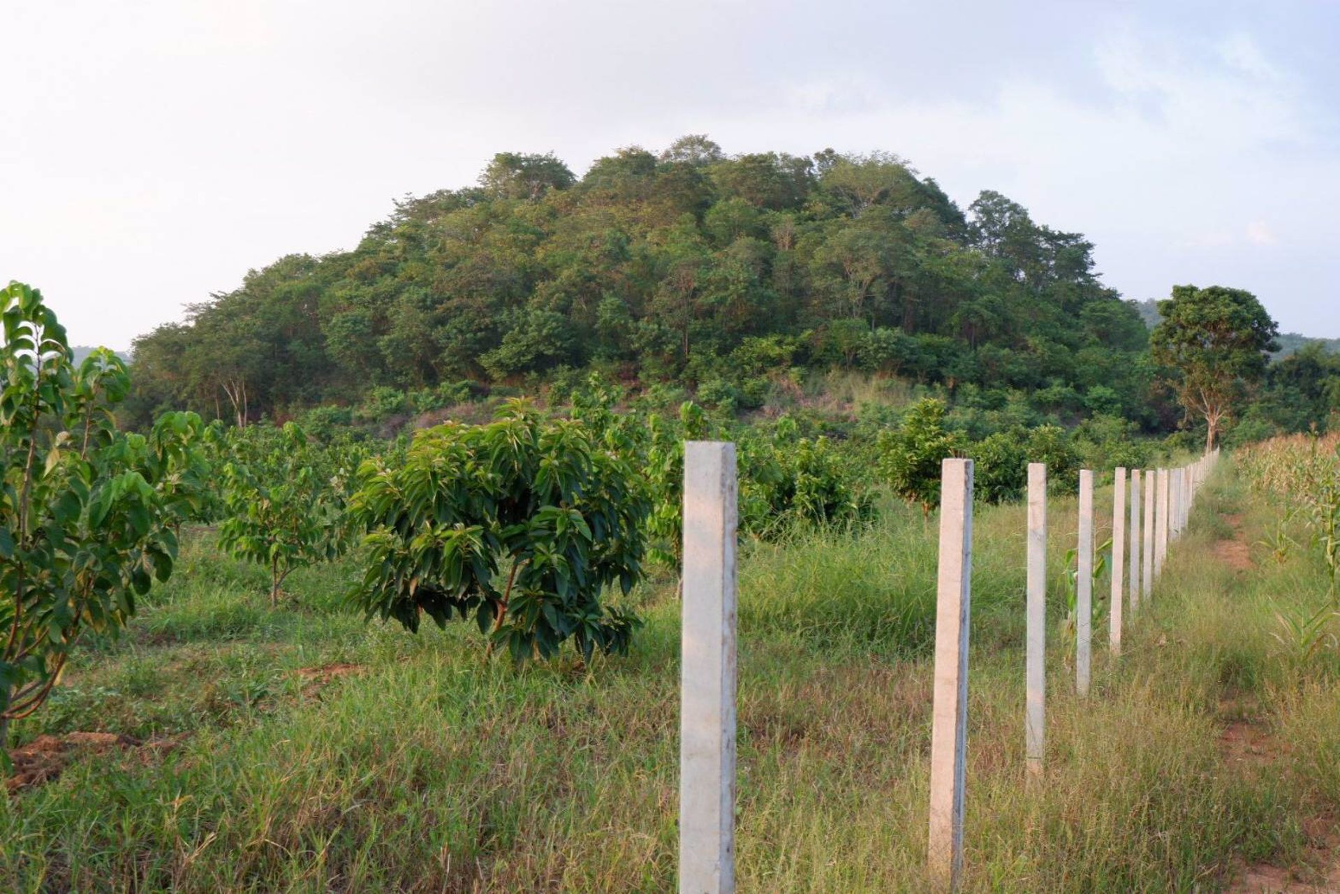 ขายด่วน-ที่ดิน-เนินเขาติดถนนดำ-เหมาะสำหรับสร้างที่พัก-ทำเกษตร-น้ำไฟเข้าถึง-อำเภอปากช่อง-จังหวัดนครรา