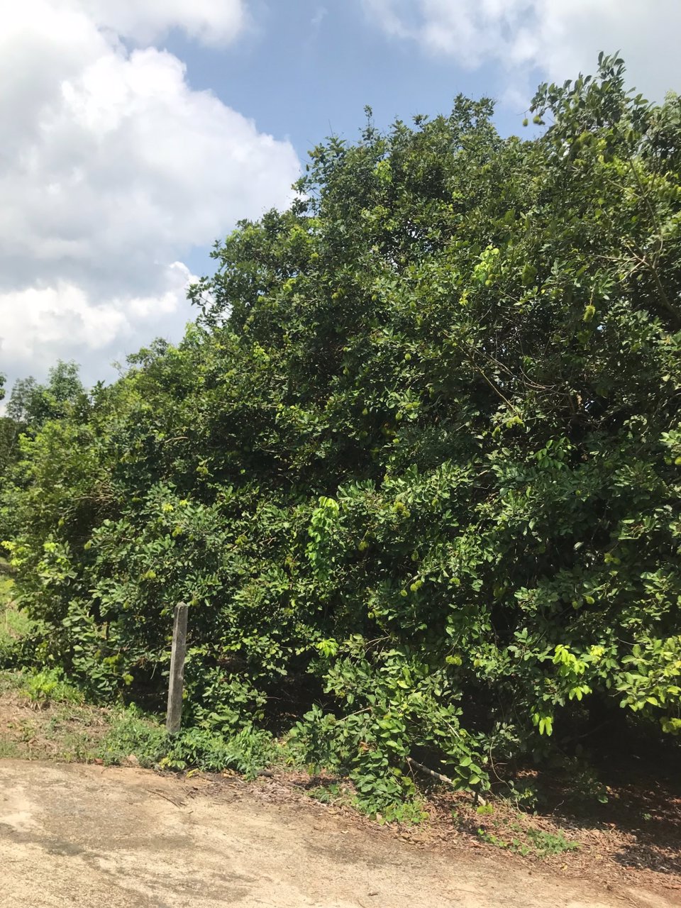 ขาย-สวนเงาะ-ขนาด-4-ไร่-89-ตารางวา-ห่างจากตลาดหรือถนนสุขุมวิท-4-โล-อำเภอขลุง-จังหวัดจันทบุรี