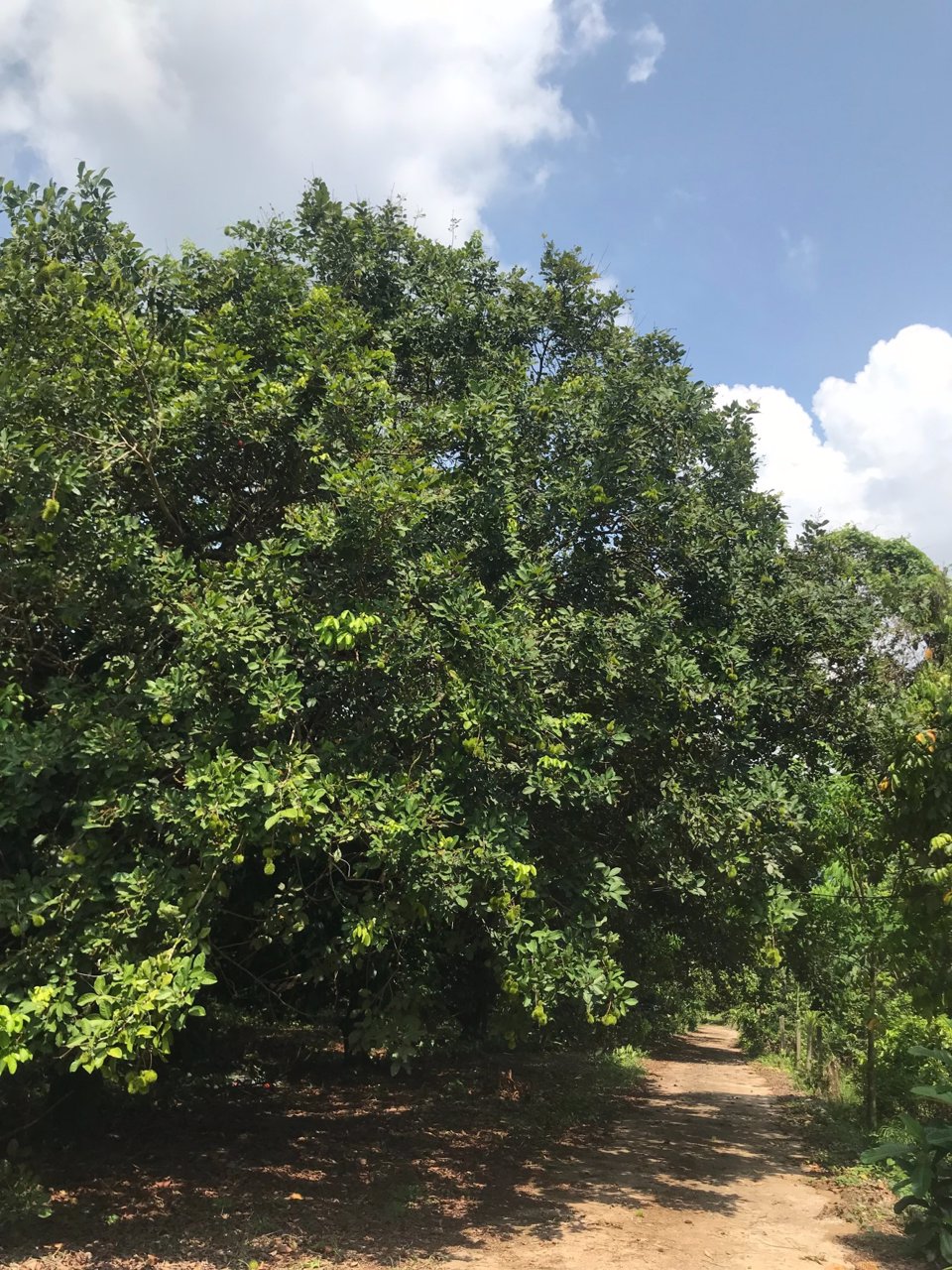 ขาย-สวนเงาะ-ขนาด-4-ไร่-89-ตารางวา-ห่างจากตลาดหรือถนนสุขุมวิท-4-โล-อำเภอขลุง-จังหวัดจันทบุรี