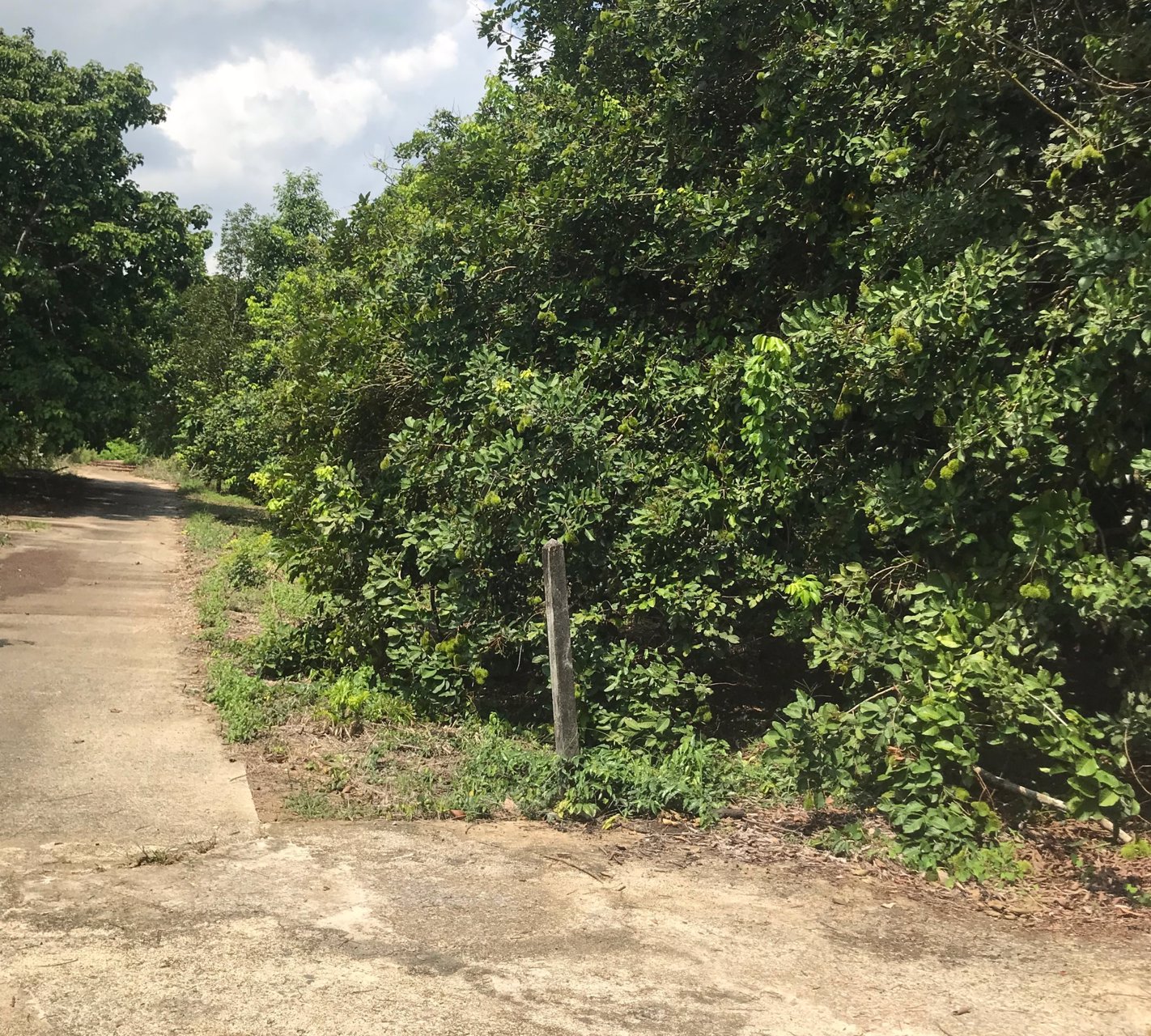 ขาย-สวนเงาะ-ขนาด-4-ไร่-89-ตารางวา-ห่างจากตลาดหรือถนนสุขุมวิท-4-โล-อำเภอขลุง-จังหวัดจันทบุรี