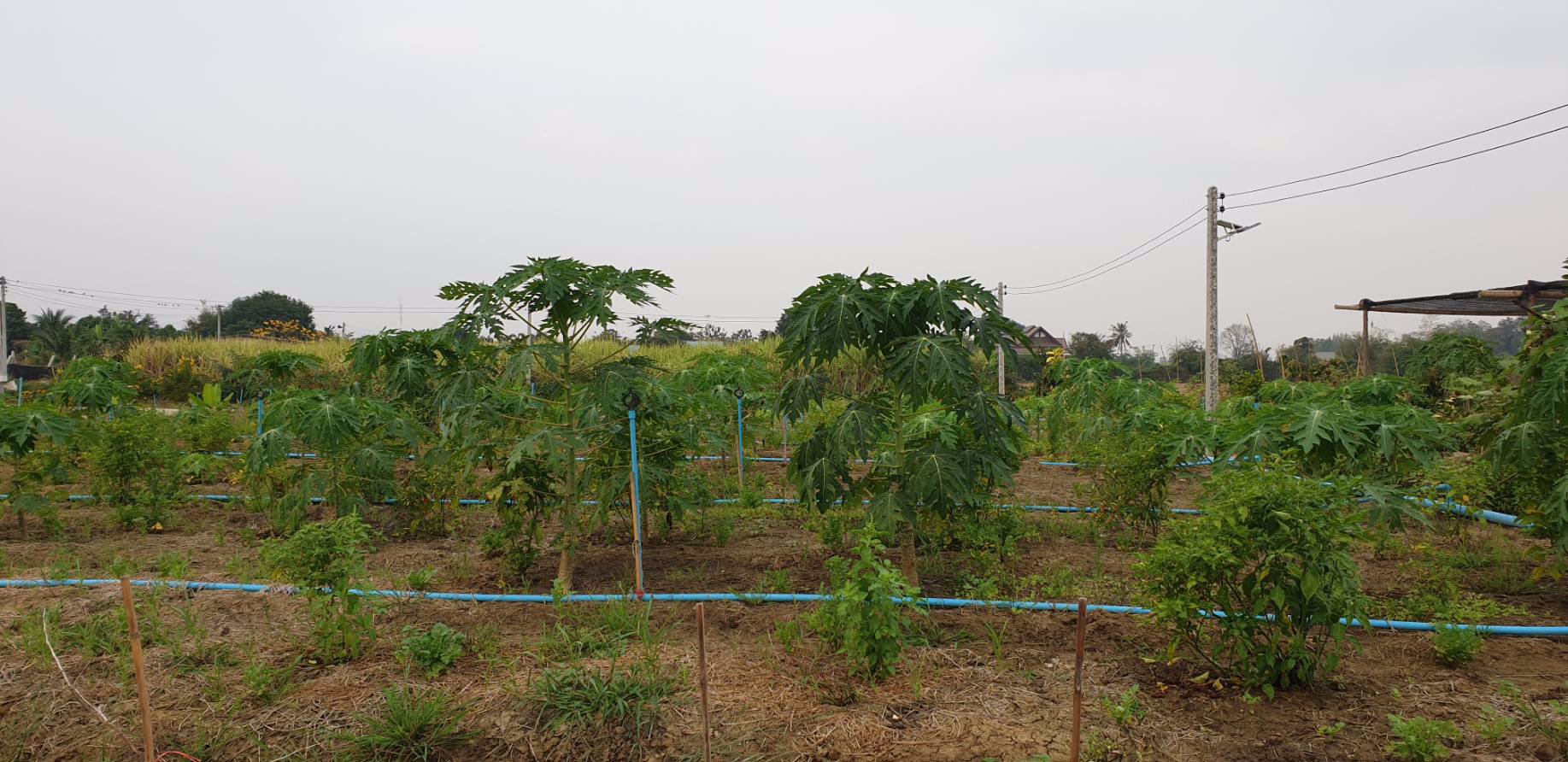 ขาย-ที่ดิน-อำเภอท่าม่วง-เมืองท่องเที่ยว-เมืองกำลังเจริญรองรับการเปิดใช้และอยู่ใกล้ทางด่วนมอเตอร์เวย์