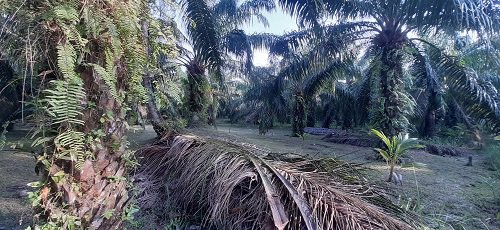 ขาย-บ้าน-พร้อมร้านขายของ-ติดถนน-บรรยากาศดี-สไตท์รีสอร์ท-อำเภอสวี-ชุมพร