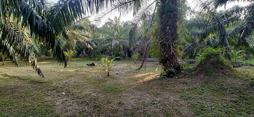 ขาย-บ้าน-พร้อมร้านขายของ-ติดถนน-บรรยากาศดี-สไตท์รีสอร์ท-อำเภอสวี-ชุมพร