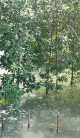 ขาย-ที่ดิน-พร้อมสิ่งปลูกสร้าง-ติดทะเล-เป็นทำเลอยู่อาศัย-บรรยากาศดี-ใกล้แหล่งท่องเที่ยวทางทะเล-เมืองต