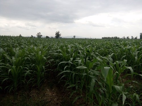 ขาย-ที่ดิน-ทำเลสวย-บรรยากาศดี-เหมาะสำหรับทำการเกษตร-หรือปลูกสร้าง-อำเภอสามเงา-จังหวัดตาก