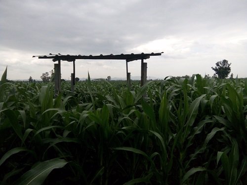 ขาย-ที่ดิน-ทำเลสวย-บรรยากาศดี-เหมาะสำหรับทำการเกษตร-หรือปลูกสร้าง-อำเภอสามเงา-จังหวัดตาก