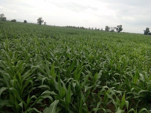 ขาย-ที่ดิน-ทำเลสวย-บรรยากาศดี-เหมาะสำหรับทำการเกษตร-หรือปลูกสร้าง-อำเภอสามเงา-จังหวัดตาก