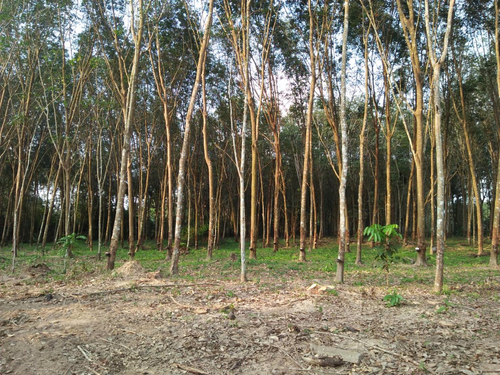 ขาย-ที่ดิน-ทำเลดี-โฉนด-2-แปลงติดกัน-ติดถนนเพชรเกษมขาขึ้น-กทม-อำเภอสวี-จังหวัดชุมพร