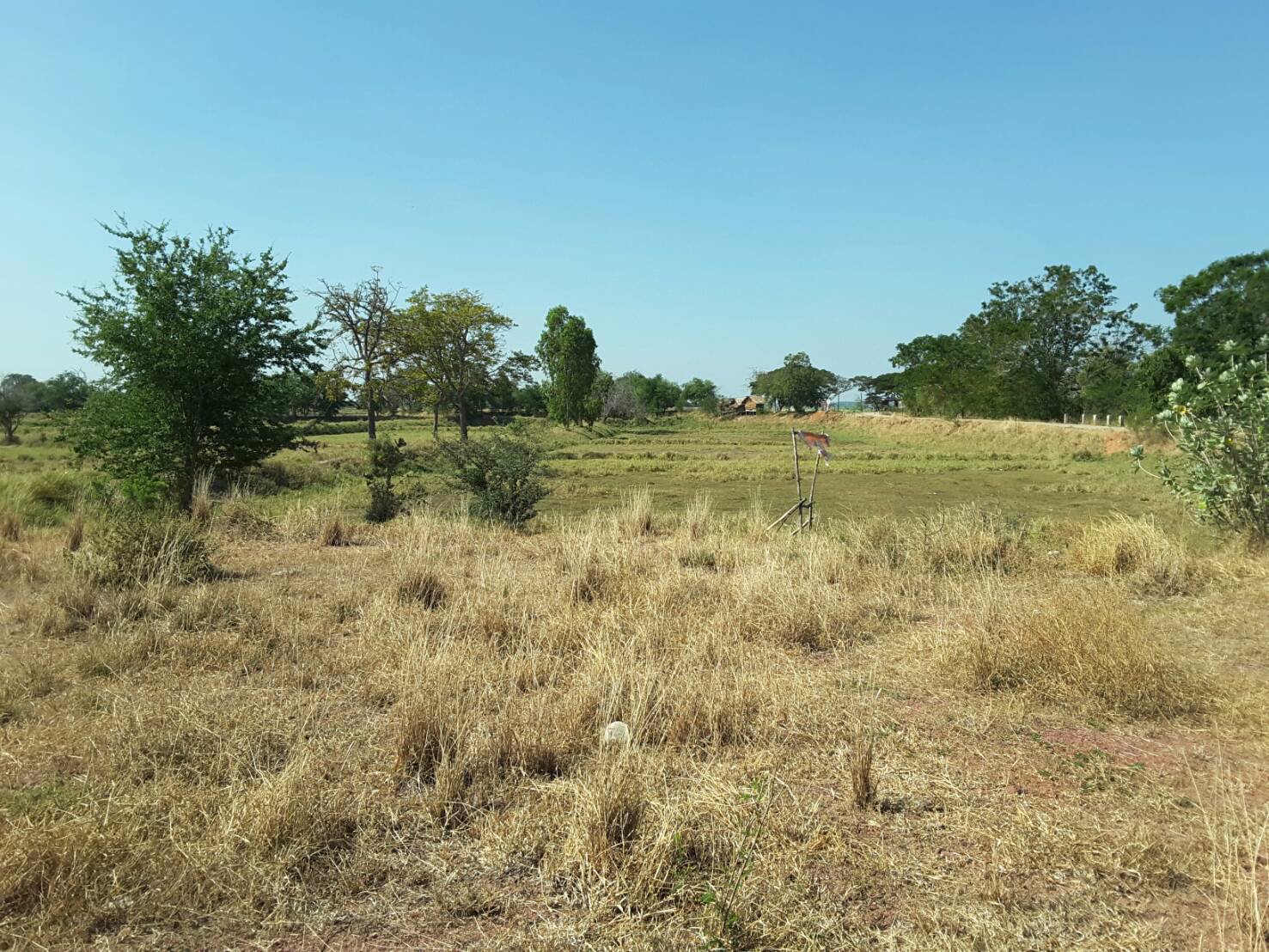 ขาย-ที่ดิน-บึงละหาน-ติดหนองบัวแดง-ใกล้สถานที่ท่องเที่ยวแห่งใหม่ของจังหวัดชัยภูมิ