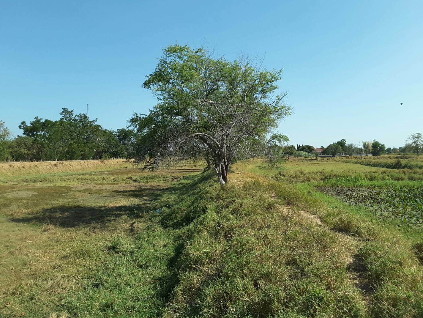 ขาย-ที่ดิน-บึงละหาน-ติดหนองบัวแดง-ใกล้สถานที่ท่องเที่ยวแห่งใหม่ของจังหวัดชัยภูมิ