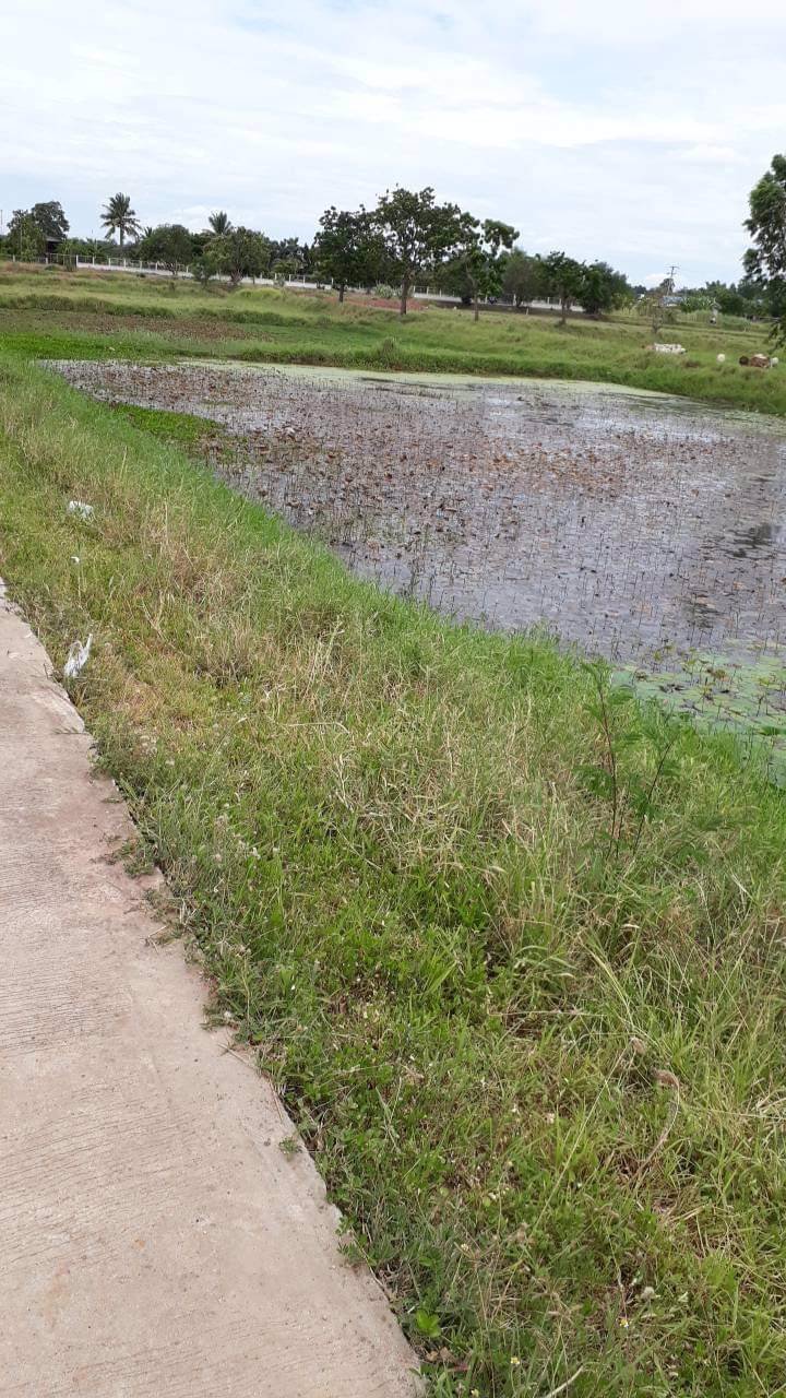 ขาย-ที่ดิน-บึงละหาน-ติดหนองบัวแดง-ใกล้สถานที่ท่องเที่ยวแห่งใหม่ของจังหวัดชัยภูมิ