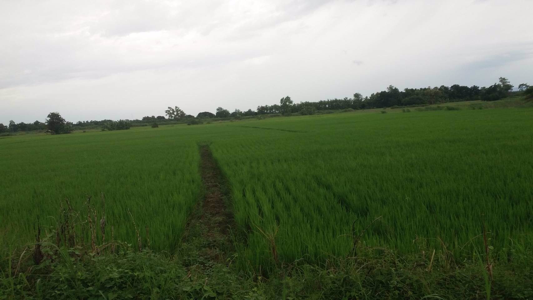 ขายที่ดิน-ทำเลสวย-เหมาะสำหรับทำเป็นแหล่งท่องเที่ยว-หรือทำการเกษตร-อำเภอศรีสำโรง-จังหวัดสุโขทัย