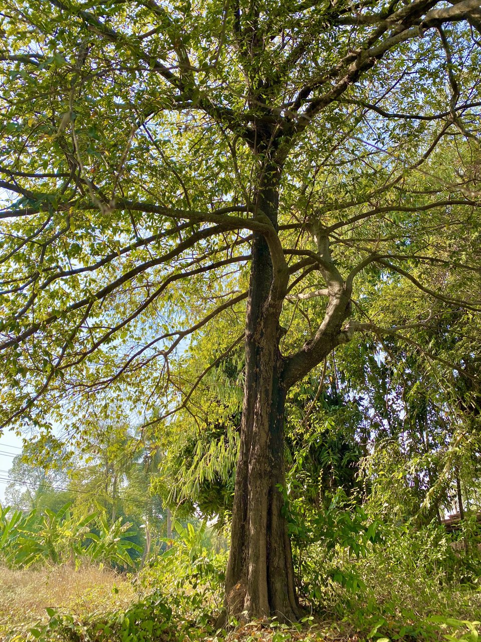 ขาย-ที่ดินสวยริมแม่น้ำ-ทำเลดี-ราคาถูก-เมืองพิษณุโลก