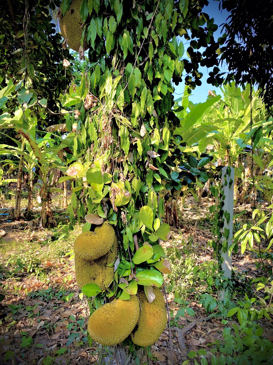 ขาย-ที่ดินสวยริมแม่น้ำ-ทำเลดี-ราคาถูก-เมืองพิษณุโลก