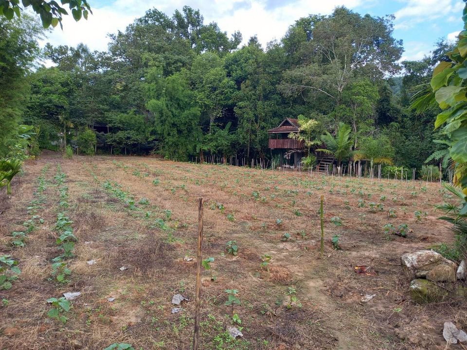 ให้เช่าที่ดิน-ที่สวยมากกลางดอยอินทนนท์-มีโฉนด-พร้อมบ้านยุ้งข้าวโบราณอายุ-200-ปี-2-หลัง