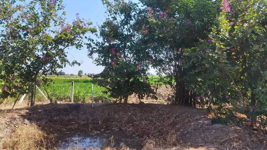 บ้านเดี่ยวชั้นเดียว-โมเดิร์น-พร้อมที่ดิน-200-ตรว-ไฟฟ้า-ปะปาพร้อม-เเหล่งชุมชน