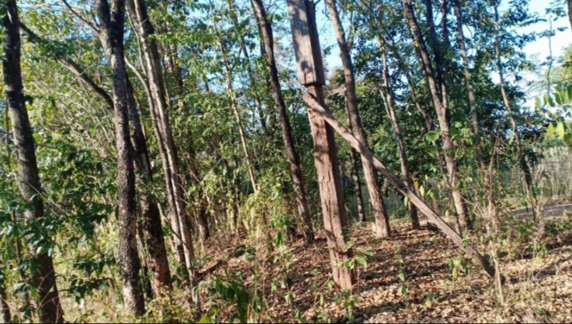 ขายที่ดิน-2ไร่-ราคา290000บาท-ผ่อนวัน100บาท-