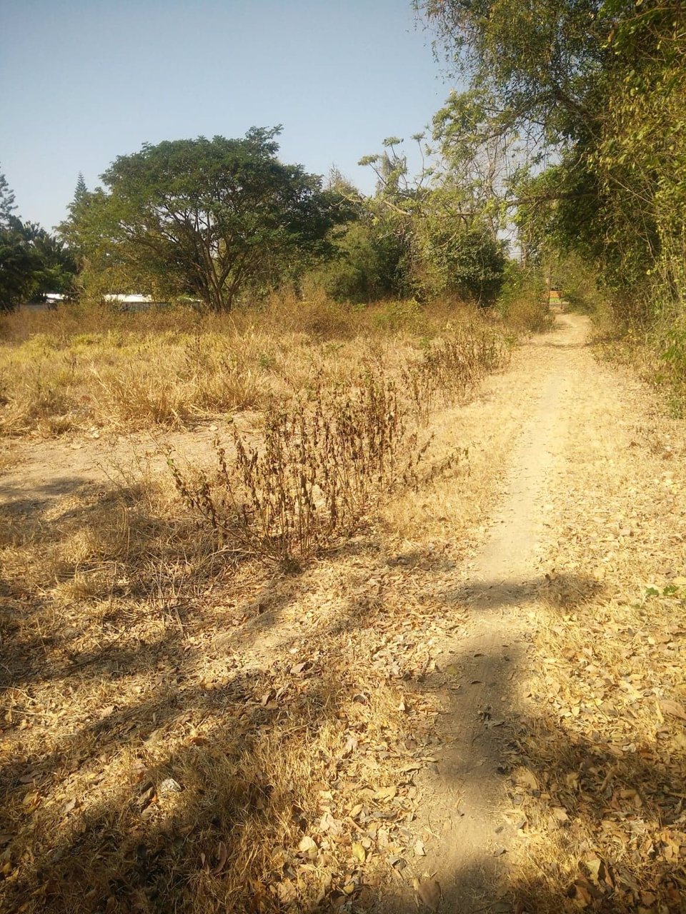 ขายที่ดินเปล่า17ไร่1งานทำเลดีติดถนนสาธารณะน้ำ-ไฟ-โทรศัพท์เข้าถึงอยู่ภายในแหล่งชุมชนอเมือง-จขอนแก่น