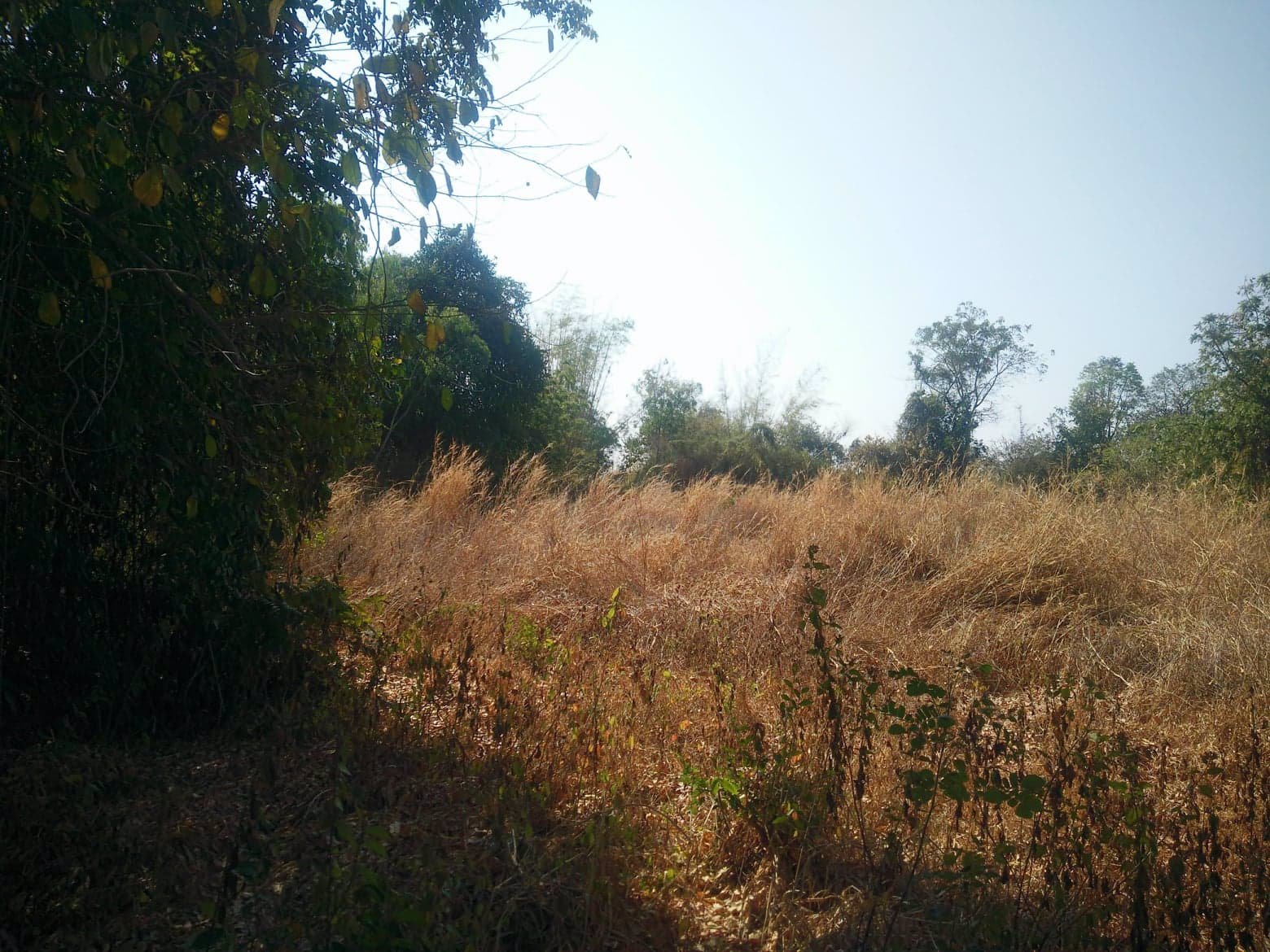 ขายที่ดินเปล่า17ไร่1งานทำเลดีติดถนนสาธารณะน้ำ-ไฟ-โทรศัพท์เข้าถึงอยู่ภายในแหล่งชุมชนอเมือง-จขอนแก่น