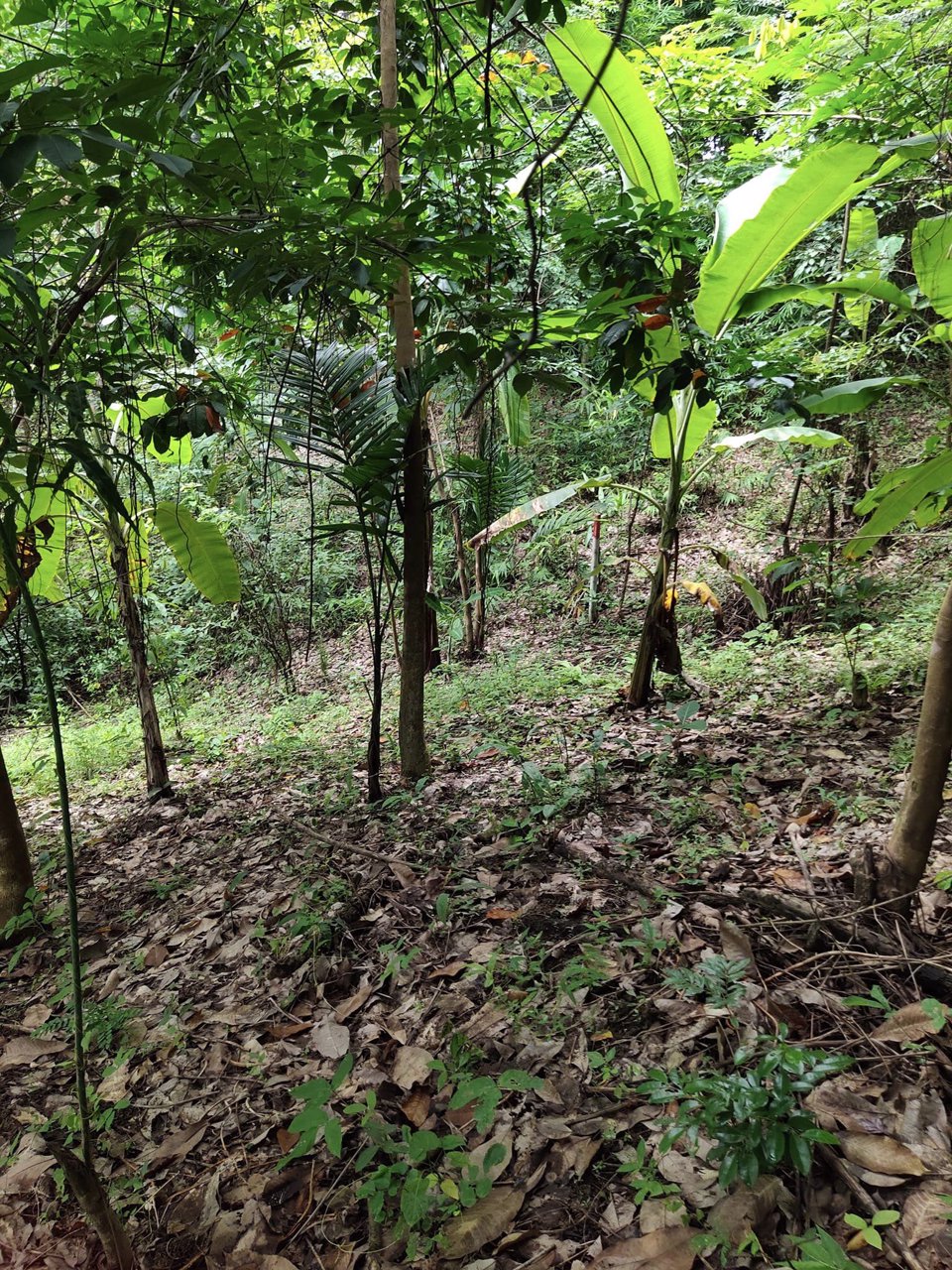 ขายที่ดิน-61ไร่-ไร่ละ-230000-มีเอกสารเสียภาษีดอกหญ้า