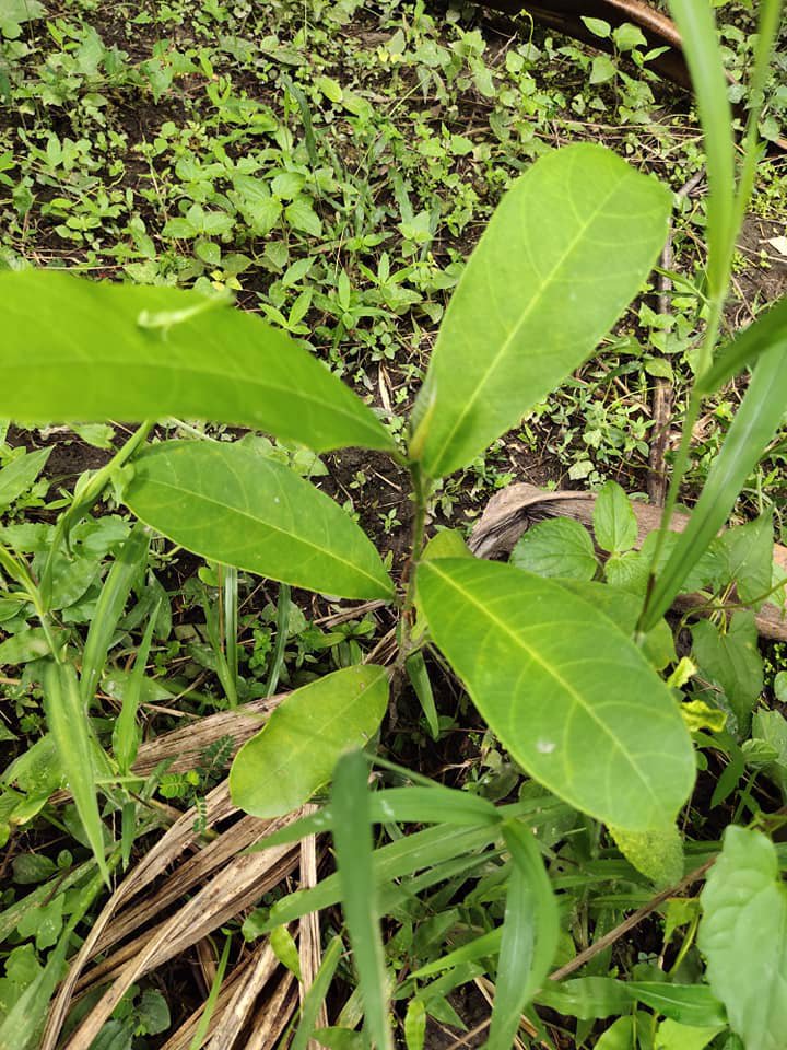 ขายที่ดิน-61ไร่-ไร่ละ-230000-มีเอกสารเสียภาษีดอกหญ้า