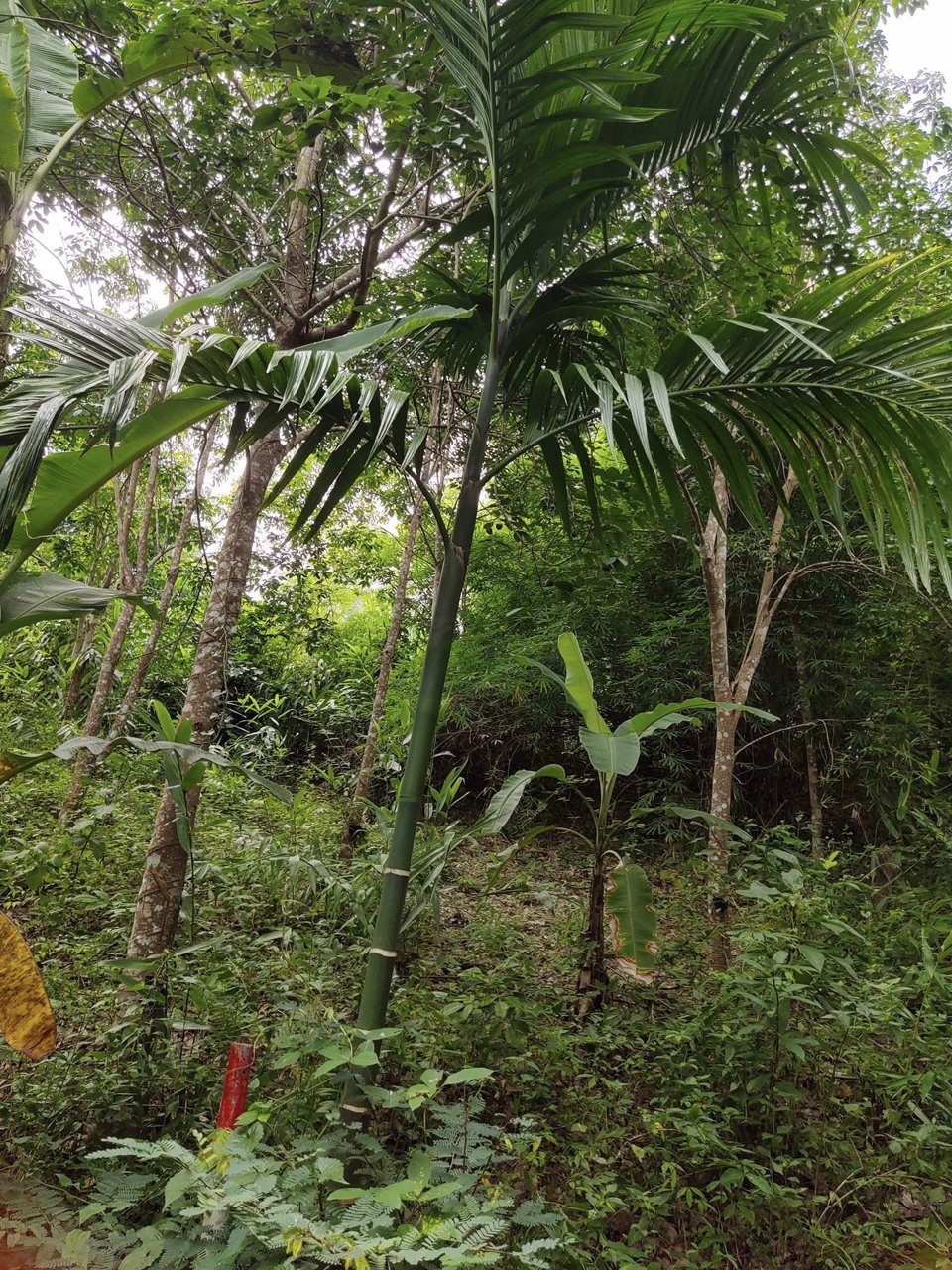 ขายที่ดิน-61ไร่-ไร่ละ-230000-มีเอกสารเสียภาษีดอกหญ้า